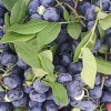 吉林蓝莓树苗-大量出售辽宁蓝莓树苗