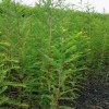 落羽杉公司-想要易种植的落羽杉就来茅山镇凌家园苗业种植基地
