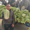 新民市科旺种子-信誉好的蔬菜供应商|辽阳蔬菜代收