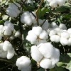新疆棉花好不好-价格适中的新疆棉花哪儿买