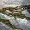 水生态价格-高纯度狐尾藻出售