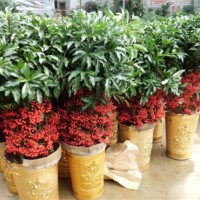 植物租摆,上海植物租摆,植物租摆公司-茸薇供