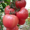 国内外有哪些优质西红柿种子？西红柿品种的特点有哪些？