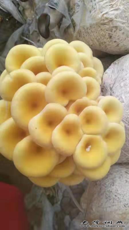 烟台平菇菌种 烟台平菇菌种哪家好 烟台平菇菌种价格-广纳
