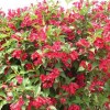 红王子锦带批发商-想要易种植的红王子锦带就来钰隆花卉苗木