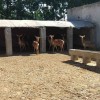 巨野哪里有养鹿的 优惠的梅花鹿养殖兆宝梅花鹿养殖合作社供应