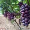 葡萄专用地膜-品质好的葡萄专用地膜生产厂