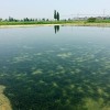狐尾藻厂家-购买矮生苦草就选丰城清溪农业