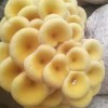 烟台平菇食用菌 烟台平菇食用菌哪家好-广纳果蔬种植专业合作社