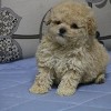 青岛价格合理的泰迪犬供应-崂山泰迪犬价格