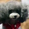 张津晟宠物美容店提供不错的宠物美容培训 市北宠物美容样式