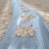 草莓地膜覆盖栽培有什么优点-哪里能买到高质量的草莓黑地膜
