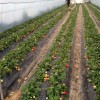 兰山可信的草莓采摘园-山东放心的草莓采摘公司