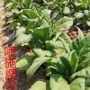 想买好的蔬菜专用菌肥就到摩尔根生态农业科技 ，北京茄子专用菌剂