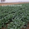 许昌可靠的生物菌肥供应商 韭菜专用菌剂厂家