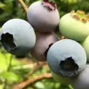 鞍山陆地蓝莓-辽宁蓝沃农业科技_知名的陆地蓝莓供应商