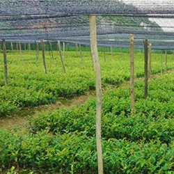 攸县油茶价格_优良的两年生轻基质杯苗优选鑫林苗圃
