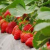 河东草莓采摘园哪家好-可靠的草莓采摘哪里有