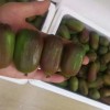 赤焰软枣猕猴桃苗多少钱一棵-优惠的红色软枣猕猴桃苗出售