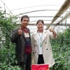 浙江草莓专用菌肥厂家 供应河南质量好的果树专用菌肥