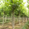 优良白蜡苗木种植供应批发，南川白蜡苗木种植