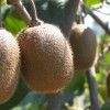 猕猴桃种植条件，供应山东高质量的猕猴桃苗
