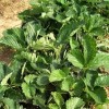 青海草莓苗哪家好-易成活的草莓苗优选东港圣德伯瑞农业技术开发
