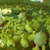德州笨鸡孵化厂出售价格优惠、品质优良的鹅苗