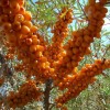 沙棘树苗-供应甘肃成活率高的新疆杨