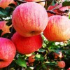 临沂山楂树苗|想要品质好的矮化富士苹果苗就来金森苗木繁育中心