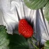 临淄草莓地膜-大量供应口碑好的草莓地膜