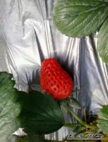 草莓地膜