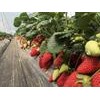 陕西草莓苗培育-供应辽宁高质量的草莓苗