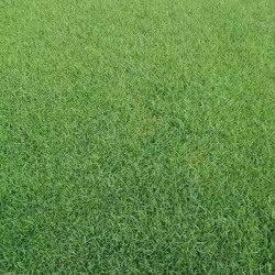 供应郑州不错的草坪-济源草坪价格