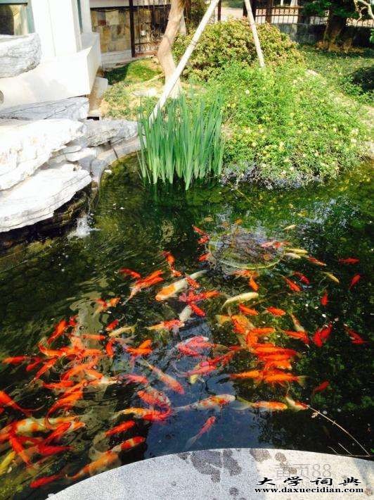 花园鱼池水过滤