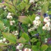 内蒙蓝莓树苗-品种好的蓝莓树苗出售