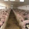养猪场专用彩钢板|上海供应不错的首钢锌铝镁畜牧业专用彩钢板华蓝国际