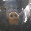 想买好的黑猪就到铁岭忆农源牧业 |齐齐哈尔黑猪多少钱