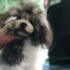 山东宠物美容培训专业机构-如何成为宠物美容师
