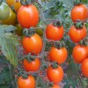 专业供应优良樱桃番茄|优惠的樱桃番茄