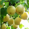 金森苗木繁育中心_水晶梨苗品种优异 山东红肉苹果树苗