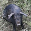 齐齐哈尔黑猪哪家好-铁岭忆农源牧业供应实惠的黑猪