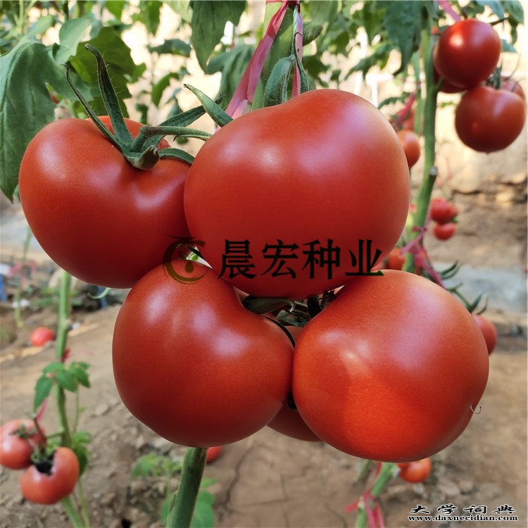 大红番茄种子