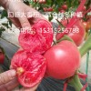 批发西红柿种子 粉果 晨宏种业 口感好吃 大果型番茄种子
