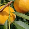 黄桃树苗多少钱-抢手的黄桃树苗出售