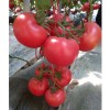 抗死棵番茄种子  生吃沙瓤 美容养颜番茄种子 原装1000粒