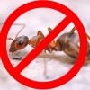 想找可靠的临沂灭蚂蚁当选临沂爱净 临沂除蚂蚁服务公司
