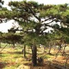 【滨州造型黑松-口碑好的造型黑松优选秀景园林】