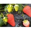 吉林红颜草莓苗-东港圣德伯瑞农业技术开发专业供应草莓苗