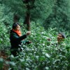 茶叶功效-成都口碑好的有机绿茶批发供应